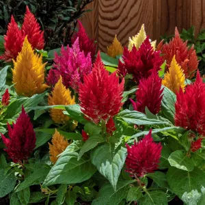 Celosia Plumosa Kimono Mix Flower Seeds