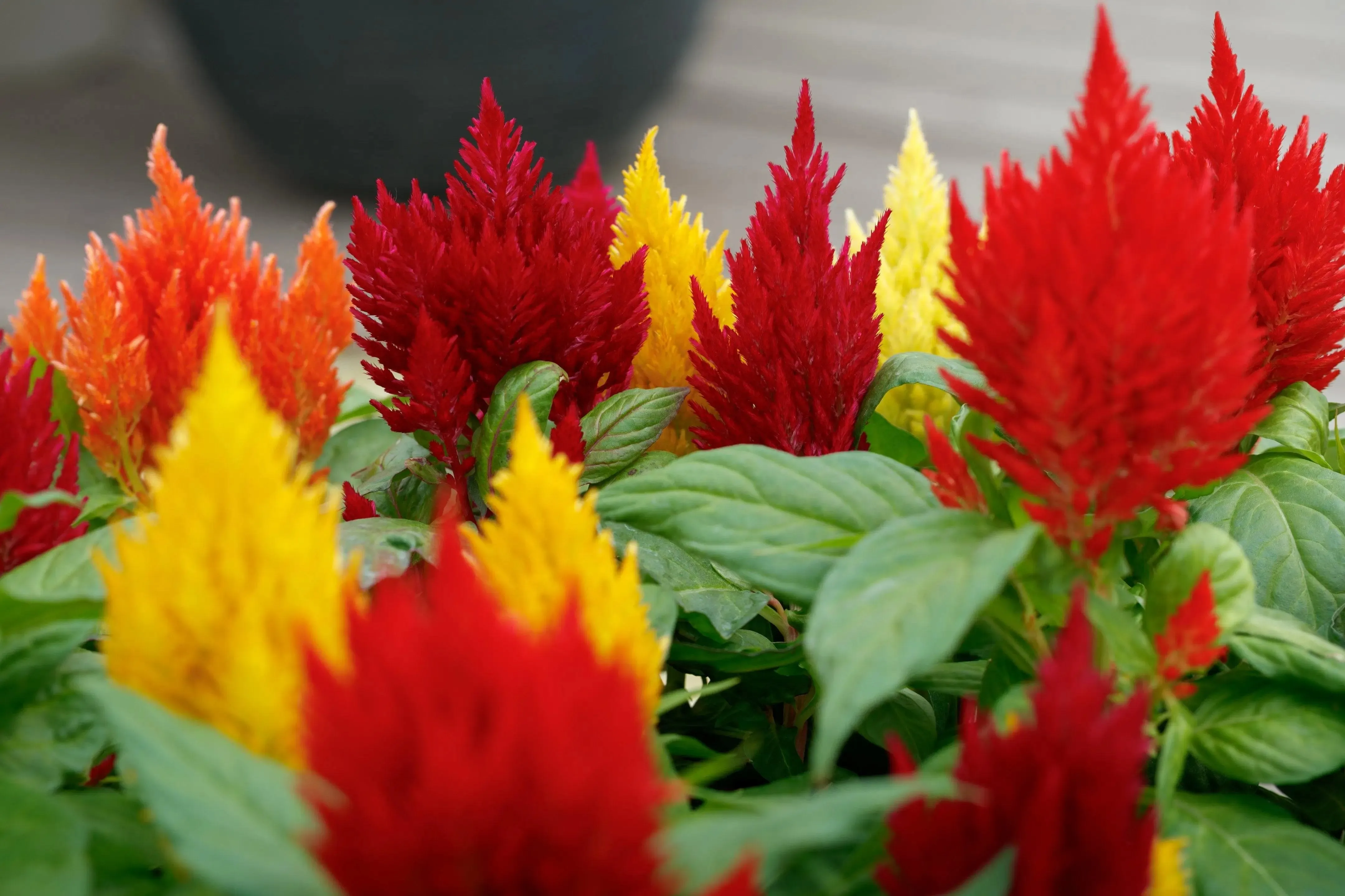 Celosia Plumosa Kimono Mix Flower Seeds