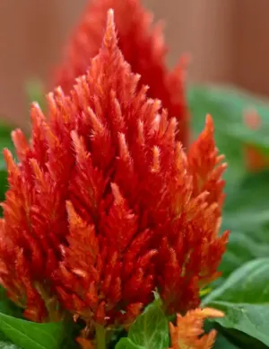 Celosia Plumosa Kimono Orange Flower Seeds